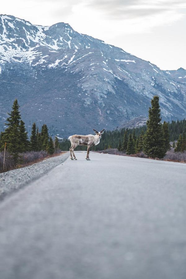 Denali Wild Stay - Moose Cabin, Free Wifi, 2 Private Bedrooms, Sleep 6 ฮีลี ภายนอก รูปภาพ