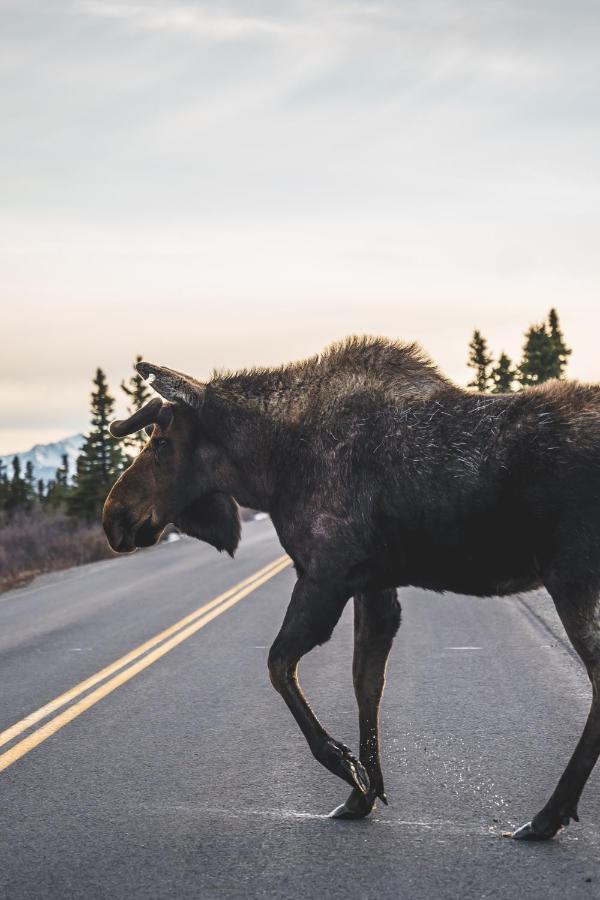 Denali Wild Stay - Moose Cabin, Free Wifi, 2 Private Bedrooms, Sleep 6 ฮีลี ภายนอก รูปภาพ